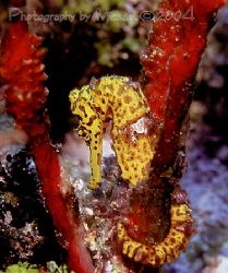 not just nay seahorse shot. the depth and natural light l... by Michael Odonnell 